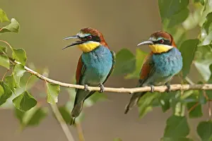 European Bee Eater Stampe: Bee-eater (Merops apiaster) sitting on a branch