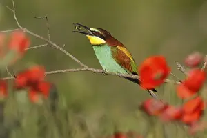 European Bee Eater Stampe: Bee-eater (Merops apiaster) sitting on a branch