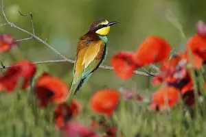 Germany Birdlife Stampe: Bee-eater (Merops apiaster) sitting on a branch