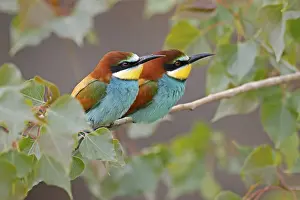 Germany Birdlife Stampe: Bee-eater (Merops apiaster) sitting on a branch