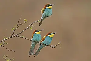 Uninhabited Forest Scene Germany Stampe: Bee-eater (Merops apiaster) sitting on a branch