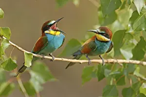 Central Europe Birdlife Stampe: Bee-eater (Merops apiaster) sitting on a branch