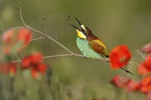 Deserted Tree Branch Scene Stampe: Bee-eater (Merops apiaster) sitting on a branch