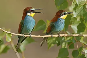 Germany Wildlife Stampe: Bee-eater (Merops apiaster) sitting on a branch