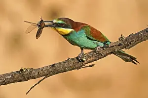 Deserted Tree Branch Scene Stampe: Bee-eater (Merops apiaster) sitting with insect on a branch