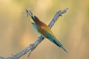 Germany Wildlife Stampe: Bee-eater (Merops apiaster) sitting with insect on a branch