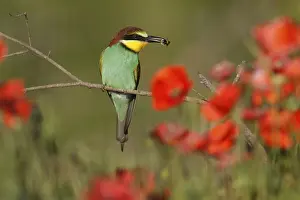 Insect Feeding Behavior Stampe: Bee-eater (Merops apiaster) sitting with insect on a branch