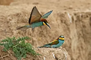 European Bee Eater Germany Stampe: Bee-eater (Merops apiaster) sitting on a stone wall