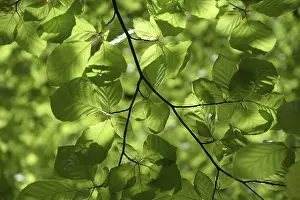 Deciduous Forest Landscape Stampe: Beech branches