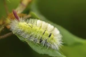 Butterfly Metamorphosis Stages Stampe: Beech extensor foot, beech redtail