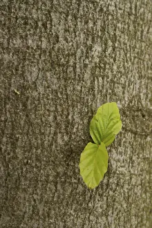 Deciduous Tree Growth Stampe: Beech (Fagus) sprouting from a tree trunk