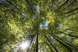 Beech Tree Forest Stampe: Beech forest, deciduous forest
