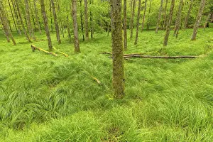 Empty European Landscapes Stampe: Beech forest with grass in spring