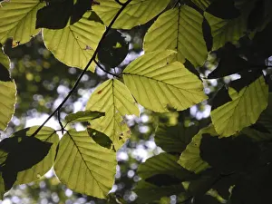 Beech Tree Leaf Stampe: Beech forest, leaf, leaves, beech leaf