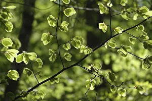 Deciduous Forest Landscape Stampe: Beech leaves in spring