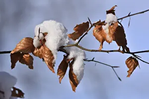 Winter Beech Leaves Stampe: Beech leaves in winter