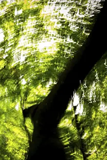 Danish Coast Scenery Stampe: Beech, light reflections, wiped image