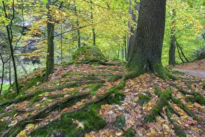 Elbe Sandstone Mountains Landscape Stampe: Beech with powerful root system