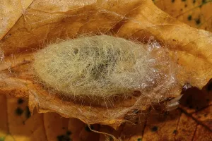 Caterpillar Development Stampe: Beech Redstart