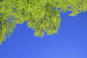 Beech Tree Leaves Stampe: Beech tree leaves