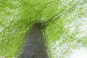 Springtime In Germany Stampe: Beech tree in spring, multiple exposure