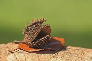 Free Standing Deciduous Trees Stampe: Beechnut with a beech leaf, autumn