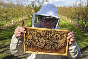 Beekeeper Protective Clothing Stampe: Beekeeper checking on honey bees
