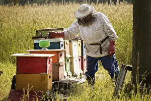 Beekeeper Protective Clothing Stampe: Beekeeper installing a feeder