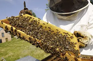 Deserted Beehive Stampe: Beekeeper at work at the beehive