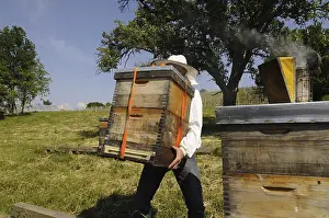 Deserted Beehive Stampe: Beekeeper at work at the beehive