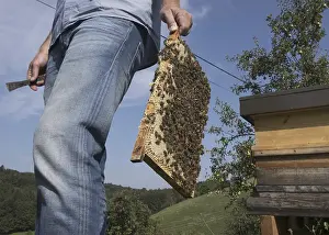 Ecofriendly Beekeeping Stampe: Beekeeper at work at the beehive