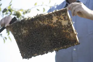 Beehive Nesting Aid Stampe: Beekeeper at work at the beehive