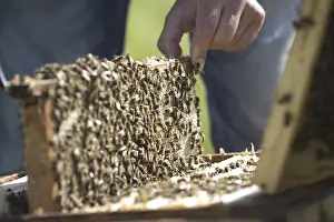 Deserted Beehive Stampe: Beekeeper at work at the beehive