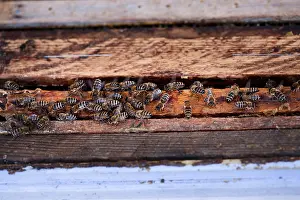 Bee Hotel Nesting Aid Stampe: Bees sitting on frames of honeycombs