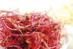 Red Beetroot Nutrition Stampe: Beet root seedlings