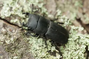 Coleotteri Cervo Stampe: Scarabeo scarabeo, dorcus parallelipipedus.
