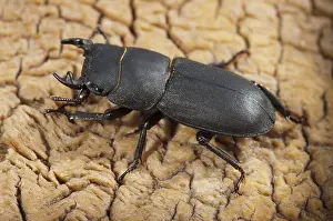 Coleotteri Cervo Stampe: Cicala cicala, dorcus parallelipipedus.