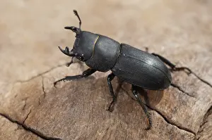 Coleotteri Cervo Stampe: Scarabeo scarabeo, dorcus parallelipipedus.