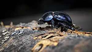 Stampe di Un coleottero, visto in profilo, si muove sulla superficie irregolare di un tronco d'albero: il coleottero forestale di sterco vicino a Eisenach in Germania (Anoplotrupes stercorosus) Scarabei Stercorari Stampe: Un coleottero visto in profilo.