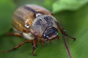 Stampe di Formica sulla foglia in natura Coleotteri Delle Foglie Stampe: Formica nella natura su una foglia