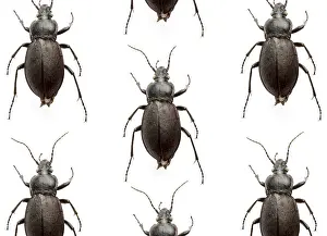 Studio Animal Photography Stampe: Many beetles