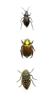Wildlife Beetle Images Stampe: Three beetles