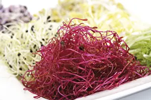 Beetroot Sprouts Stampe: Beetroot sprouts