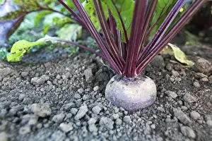 Vegetable Garden Stampe: Beetroot in a vegetable garden. Growing beetroot