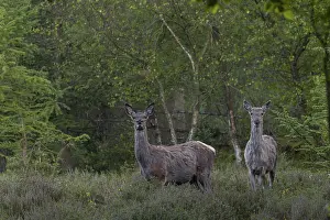 Red Deer In Denmark Stampe: At the beginning of May