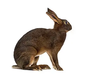 Studio Shot Rabbit Stampe: Belgian Hare in front of a white background