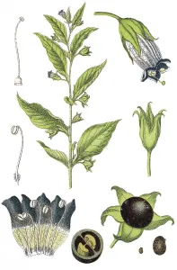 Belladonna Plant Stampe: Belladonna, Devil's berries