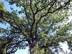 Open Air Vegetation Stampe: Bend oak