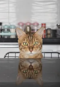 Cat Breed Photography Stampe: Bengal cat looking out from the table with reflection