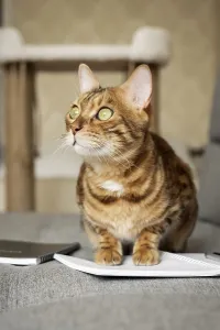 Feliformia Domestic Animal Stampe: Bengal cat on the sofa with an open notebook or notepad